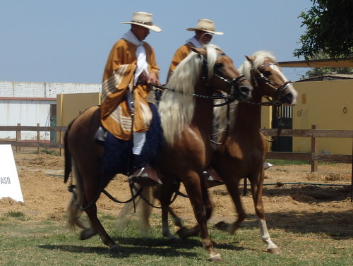 Peruvian Step Horse Show.